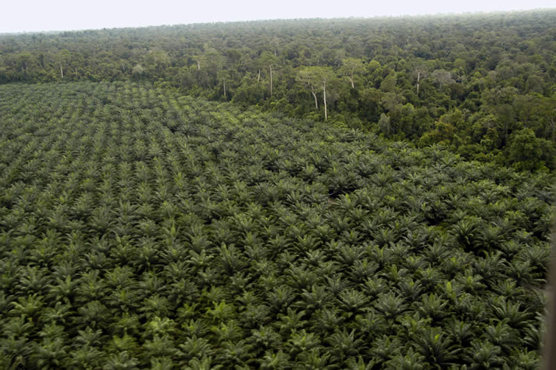 Rokan Hilir Distributes 500 Hectares Palm Oil for the People